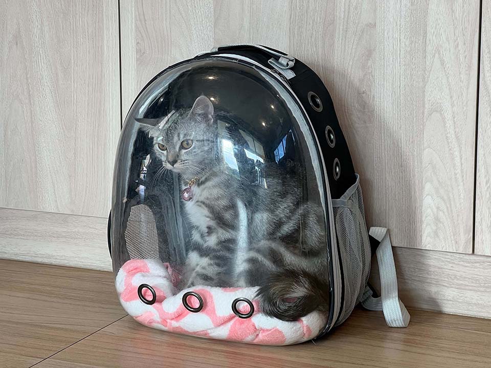No Pets Policy Toyatsu Residence